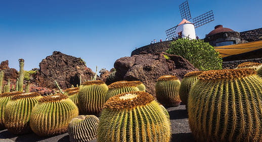 Cactus garden of Guatiza village of Lanzarote