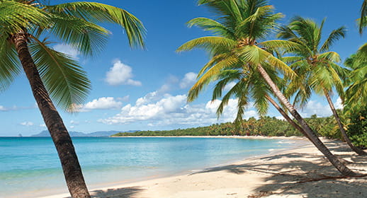 The tropical beaches of Martinique The tropical beaches of Martinique