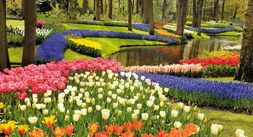Tulips and hyacinths in the Keukenhof Gardens, Netherlands Tulips and hyacinths in the Keukenhof Gardens, Netherlands
