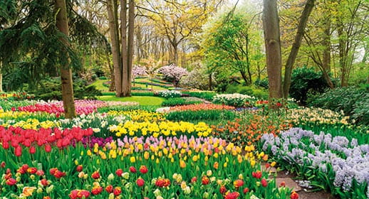 Flowers in the Keukenhof Gardens