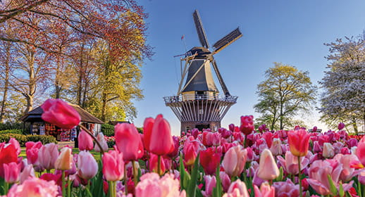 Tulips in Keukenhof Gardens Tulips in Keukenhof Gardens
