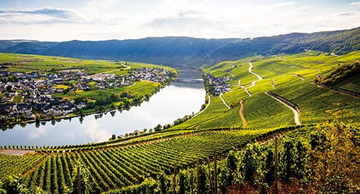 A view over the vineyards of the Moselle Vally, Germany A view over the vineyards of the Moselle Vally, Germany