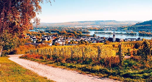 A view over the vineyards in Rüdesheim during autumn