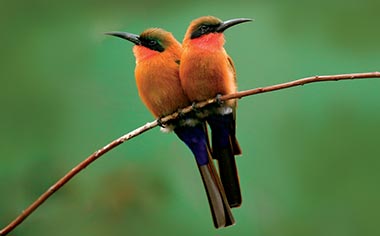 A pair of red-throated bee-eaters in Gambia