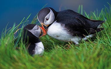A pair of puffins