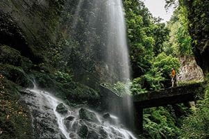 Los Tilos laurel forest, La Palma
