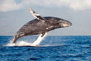 A Humpback whale breaching the ocean surface