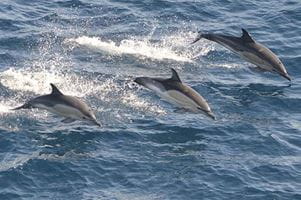 Clymene dolphins leaping as a group