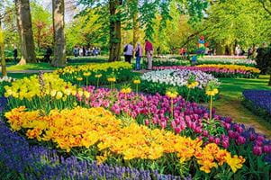 Millions of flowers bloom in Keukenhof Gardens