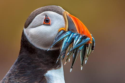 A puffin with a mouthful of fish