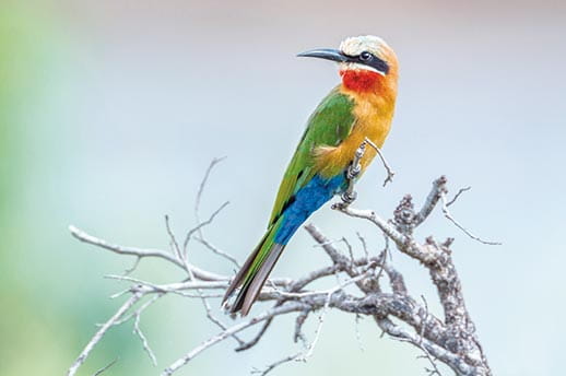 A beautiful Bee-Eater in Kruger National Park