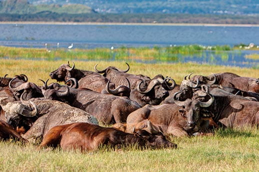 Herd of buffalo at Lake Nakuru