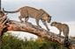 A leopard and her cub in Kruger National Park