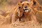 A lioness and her cub