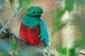 A Resplendent Quetzal