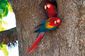 Scarlet macaws in Costa Rica