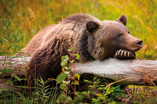 A grizzly bear takes some time to relax in Banff National Park