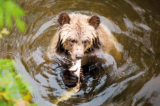 A grizzly bear eating a fish in the river