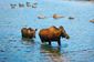 Moose roam the wilderness of Jasper National Park