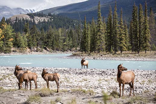 Elk by the Athabasca River in Jasper