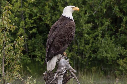 Look out for the beautiful bald eagle