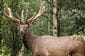 An elk at Yellowhead Pass