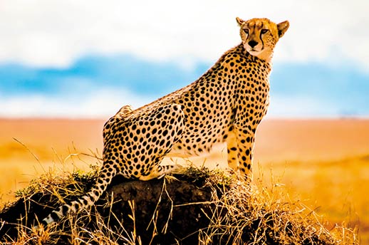 Serengeti National Park is great for spotting big cats like Cheetah