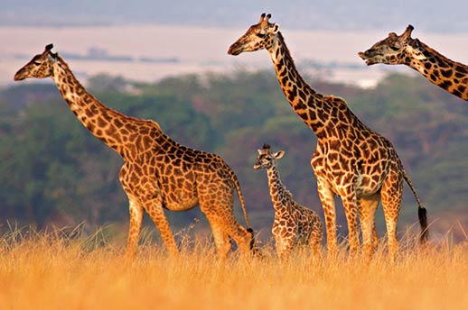 A herd of giraffes in Masai Mara, Kenya