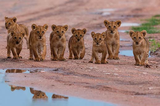Lion cubs in Serengeti