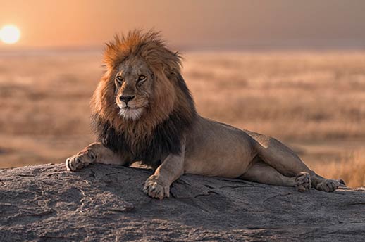 A male lion relaxing in the Serengeti