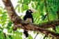 A hornbill