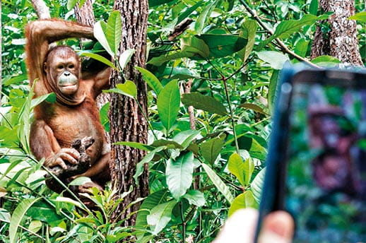 Visit the Sepilok Orangutan Rehabilitation Centre