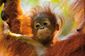 A baby orangutan