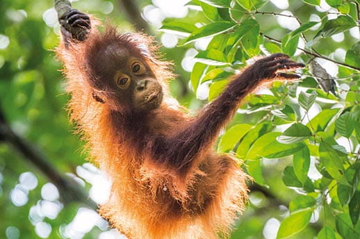 A baby orangutan climbing a tree