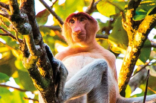 Watch for Proboscis monkeys