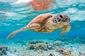 Green Turtles inhabit the area
