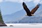A bald eagle