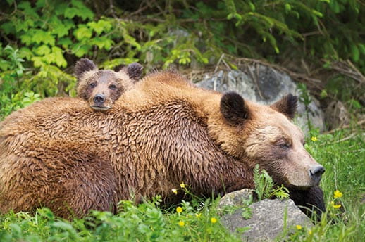 A grizzly bear and her cub