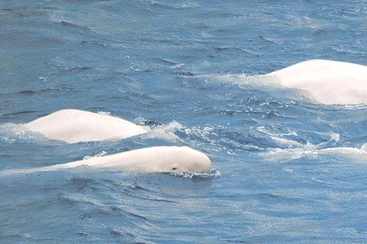 A pod of beluga whales