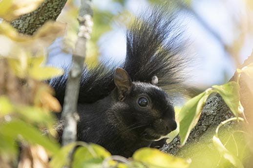 A rare black squirrel