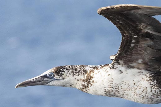 Close up of a blue footed booby in flight