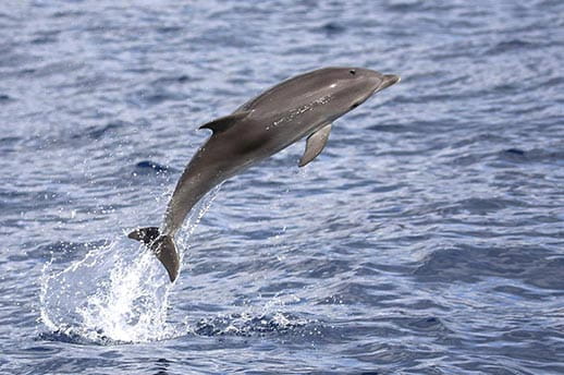 A clymene dolphin leaping out of the ocean