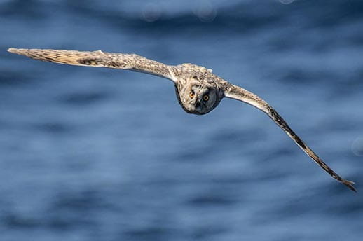 A long eared owl in flight