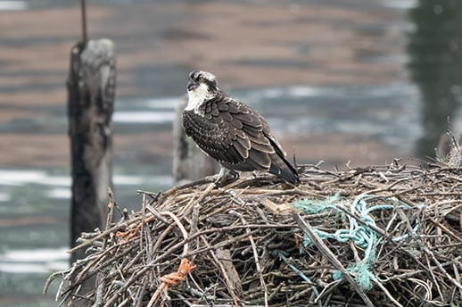 An osprey sitting on its nest