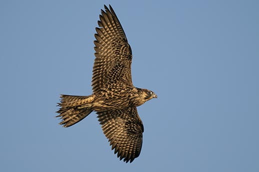 A female peregrine falcon in flight