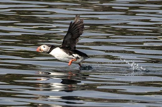 A puffin flying close to the water's surface