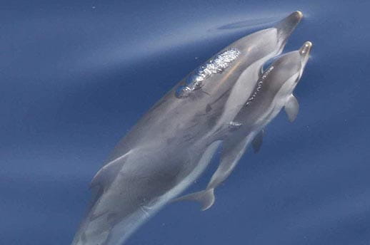 Mother and baby striped dolphins