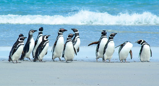 Falklands